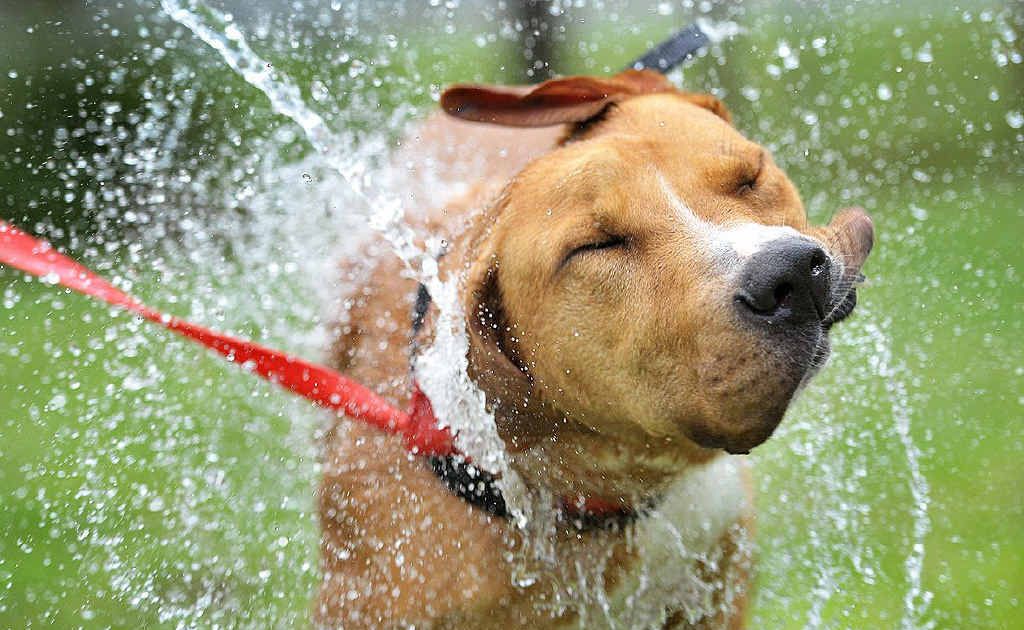 THAT’S NICE: Diesel from the AWLQ is able to keep the rising temperature at bay with a soothing outdoor shower. THAT’S NICE: Diesel from the AWLQ is able to keep the rising temperature at bay with a soothing outdoor shower.