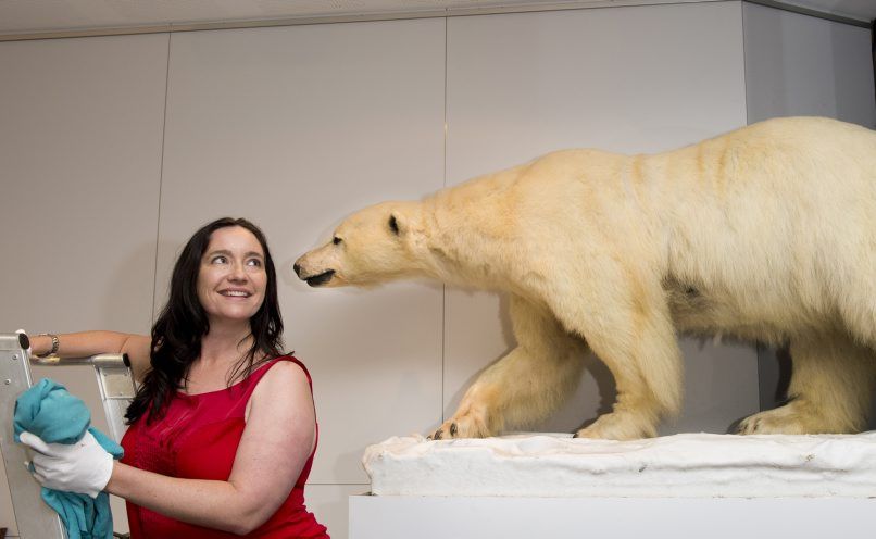 Cobb+Co Museum deputy director Debbie Bailey with a polar bear from the "What do you collect" exhibition. Cobb+Co Museum deputy director Debbie Bailey with a polar bear from the "What do you collect" exhibition.