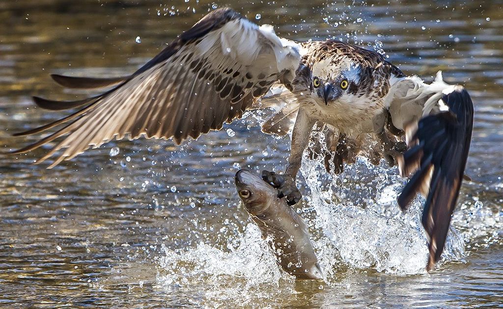 Possible award winning shot by Tony Cadell of an osprey at Fingal Head. Photo: Contributed Possible award winning shot by Tony Cadell of an osprey at Fingal Head. Photo: Contributed