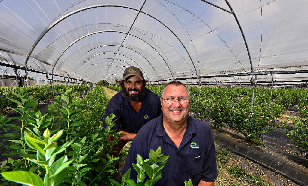 SIMPLY BLUE: Perfection Fresh farm manager Jamie Philips and Queensland value-add manager Allan Mahoney have had great success with blueberries. SIMPLY BLUE: Perfection Fresh farm manager Jamie Philips and Queensland value-add manager Allan Mahoney have had great success with blueberries.