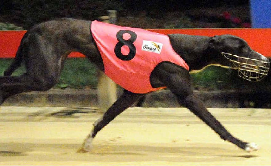 TOP FORM: Proper Lilly takes the win at Lismore on Tuesday night. TOP FORM: Proper Lilly takes the win at Lismore on Tuesday night.