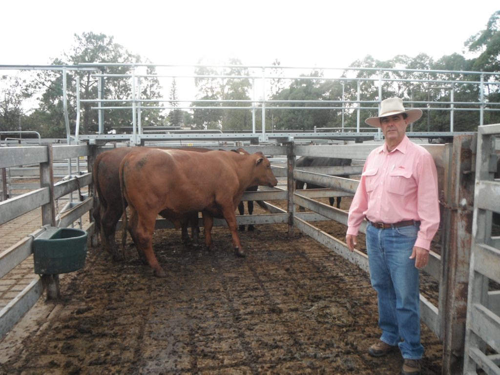 GRAFTON VENDOR OF THE WEEK: W & S Lee were selected as the Vendor of the Week' at the Grafton Prime Cattle Sale held on Tuesday 27 November 2012. The vendor sold 2 quality Santa steers selling for 166.2c/kg at an average weight of 707.5kg, realising $1175/head. The cattle were sold through Elders Rural Services Australia. Pictured with the Vendors cattle is Brian Kennedy, Livestock Manager for Elders Grafton. GRAFTON VENDOR OF THE WEEK: W & S Lee were selected as the Vendor of the Week' at the Grafton Prime Cattle Sale held on Tuesday 27 November 2012. The vendor sold 2 quality Santa steers selling for 166.2c/kg at an average weight of 707.5kg, realising $1175/head. The cattle were sold through Elders Rural Services Australia. Pictured with the Vendors cattle is Brian Kennedy, Livestock Manager for Elders Grafton.
