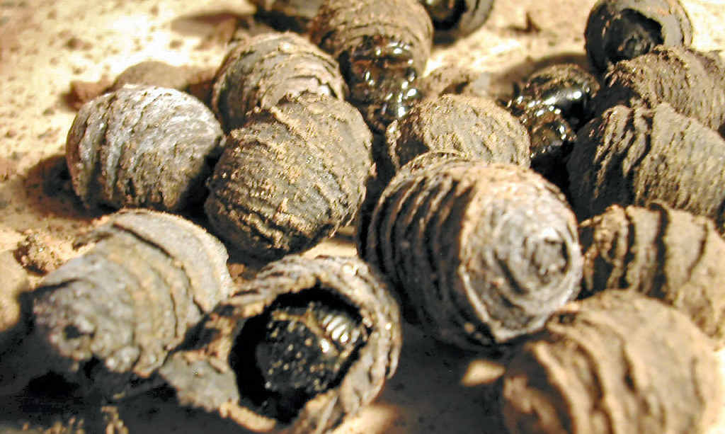 DUNG HO: Adult dung beetles emerging from capsules. A workshop was recently held on the North Coast to show farmers how the beetle can help improve soil quality. DUNG HO: Adult dung beetles emerging from capsules. A workshop was recently held on the North Coast to show farmers how the beetle can help improve soil quality.