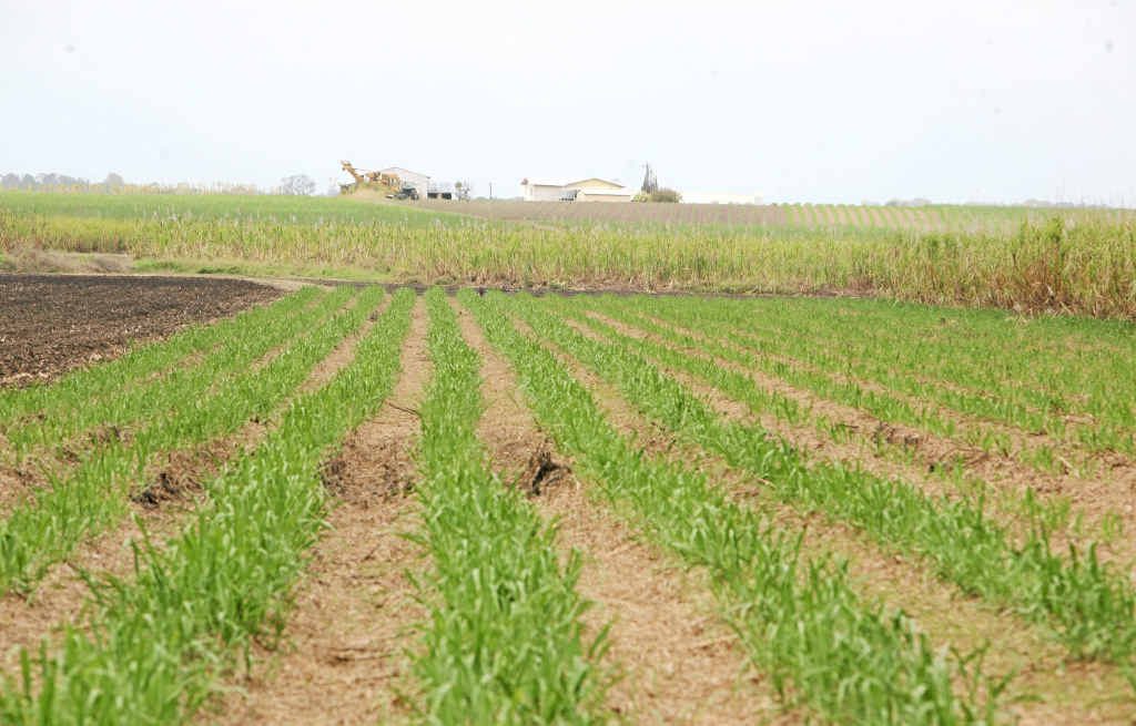 WEED CONTROL: Conditions of use of Diuron on cane crops has been restricted but not banned. WEED CONTROL: Conditions of use of Diuron on cane crops has been restricted but not banned.