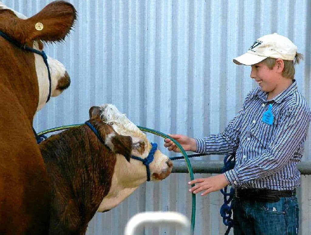 CATTLE FUN: Joshua Deveth cleans his Simmental beast in the wash bay at last year’s Simmental Junior National Camp. The camp will once again be held January 11 – 13 at the Pittsworth Showgrounds. CATTLE FUN: Joshua Deveth cleans his Simmental beast in the wash bay at last year’s Simmental Junior National Camp. The camp will once again be held January 11 – 13 at the Pittsworth Showgrounds.