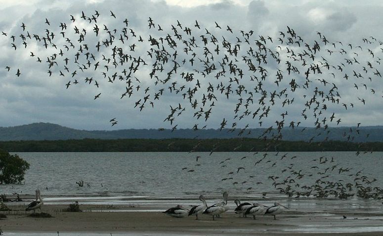 Migratory shorebirds completing their annual migration to the Great Sandy Strait Ramsar Wetland. A new project aims to develop a community monitoring program to provide an assessment of wader habitat conditions. Migratory shorebirds completing their annual migration to the Great Sandy Strait Ramsar Wetland. A new project aims to develop a community monitoring program to provide an assessment of wader habitat conditions.