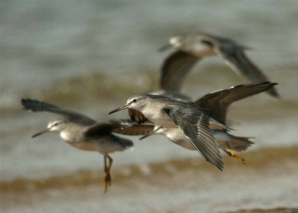These red-necked stints, photographed near Boonooroo, are migratory waders that fly from Siberia to the Great Sandy Strait each year. These red-necked stints, photographed near Boonooroo, are migratory waders that fly from Siberia to the Great Sandy Strait each year.