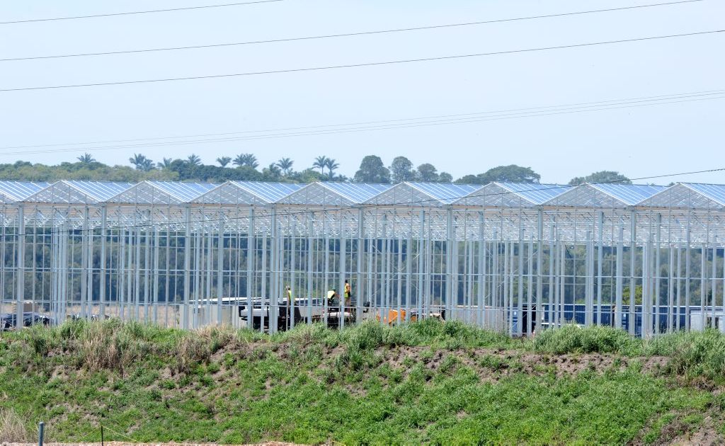 Australian Bay Lobster Producer shed. Photo: John Gass / Daily News Australian Bay Lobster Producer shed. Photo: John Gass / Daily News