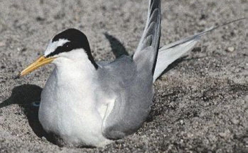 A Little Tern is a special visitor to the Kingscliff Beach. Photo Contributed A Little Tern is a special visitor to the Kingscliff Beach. Photo Contributed