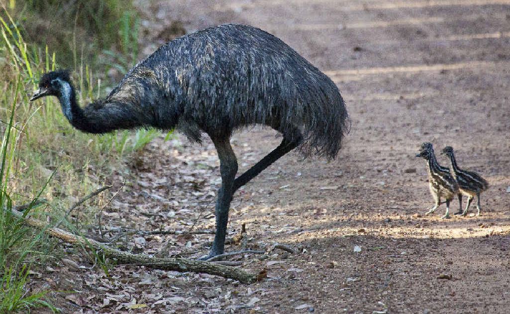 BIRDS OF A FEATHER: A mum and her chicks were spotted recently.Photo: John Warrell BIRDS OF A FEATHER: A mum and her chicks were spotted recently.Photo: John Warrell