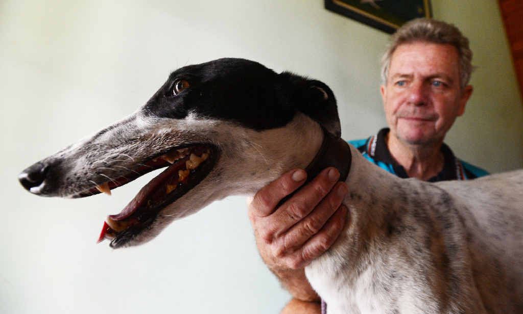 SYDNEY BECKONS: Stratheden’s Allan Lang is eyeing a great future for his promising charge Paw Licking after the greyhound won six races and broke two track records at Casino and Lismore. SYDNEY BECKONS: Stratheden’s Allan Lang is eyeing a great future for his promising charge Paw Licking after the greyhound won six races and broke two track records at Casino and Lismore.