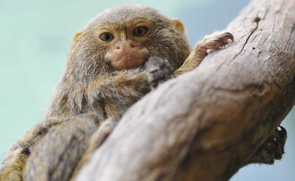 One of the six pygmy marmosets which now call the Darling Downs Zoo home. One of the six pygmy marmosets which now call the Darling Downs Zoo home.