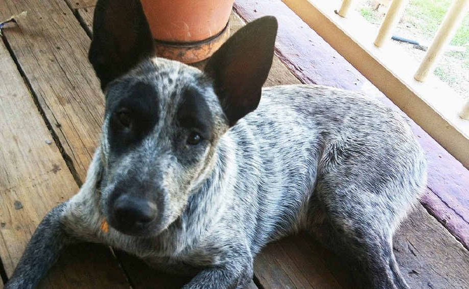 RETURNED: Zarly, a six-month-old female blue stumpy tail cattle dog, was returned to her Muirlea home after seven days. RETURNED: Zarly, a six-month-old female blue stumpy tail cattle dog, was returned to her Muirlea home after seven days.