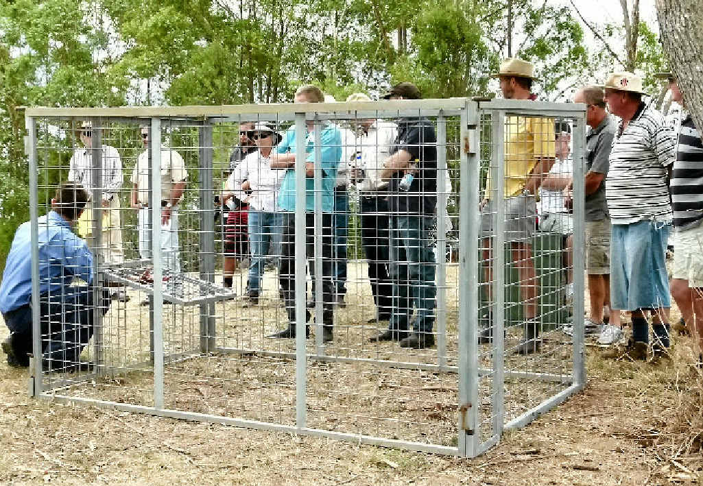 INSIDE THE BOX: Traps can be effective but have to be prepared correctly. Here Ben Curley, Gympie Regional Council, demonstrates the use of a trap that is available for landholders to borrow that breaks down into an easily transportable flat pack. INSIDE THE BOX: Traps can be effective but have to be prepared correctly. Here Ben Curley, Gympie Regional Council, demonstrates the use of a trap that is available for landholders to borrow that breaks down into an easily transportable flat pack.