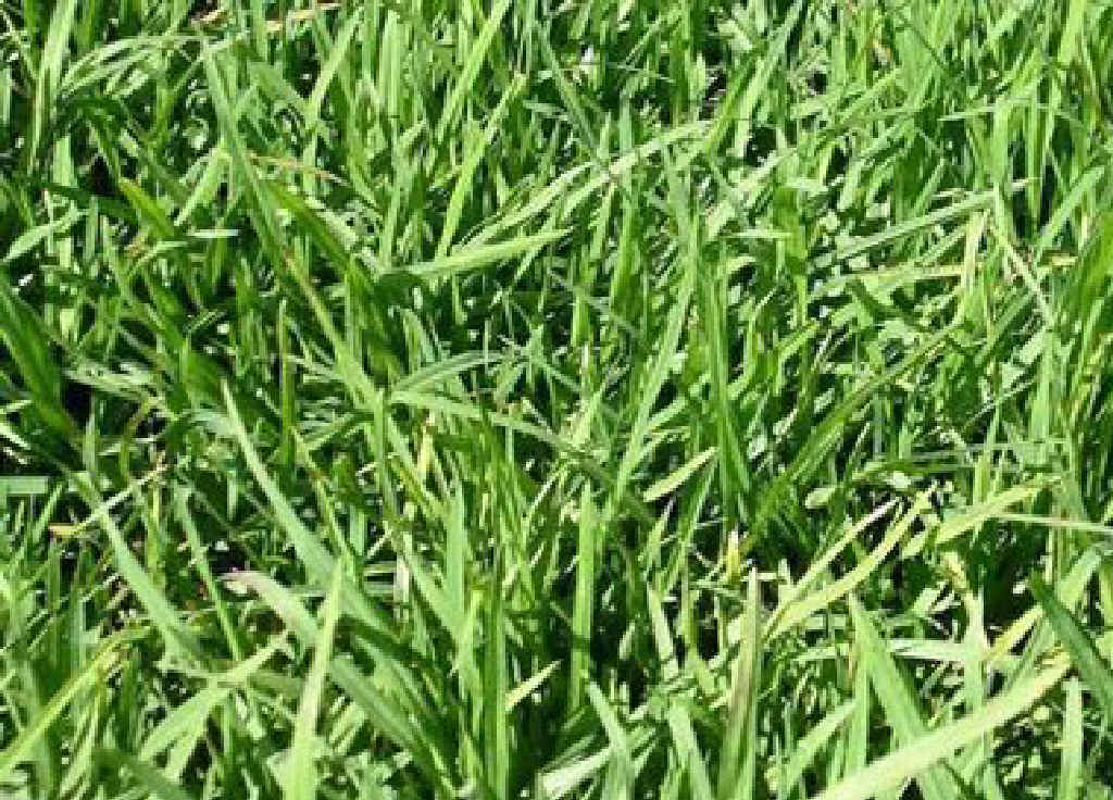 GRAZING GRASS: Young leafy kikuyu nearly ready to graze. GRAZING GRASS: Young leafy kikuyu nearly ready to graze.