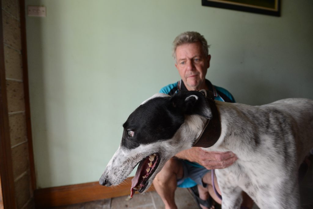 Alan Lang is thrilled with Paw Licking after the greyhound won 6 races and broke 2 track records at both Casino and Lismore. Photo Marc Stapelberg / The Northern Star Alan Lang is thrilled with Paw Licking after the greyhound won 6 races and broke 2 track records at both Casino and Lismore. Photo Marc Stapelberg / The Northern Star