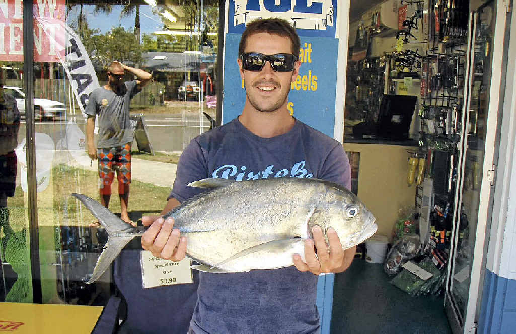GOOD CATCH: Troy Mattson shows of this 55cm giant trevally caught on a live herring underneath the Bli Bli bridge. GOOD CATCH: Troy Mattson shows of this 55cm giant trevally caught on a live herring underneath the Bli Bli bridge.