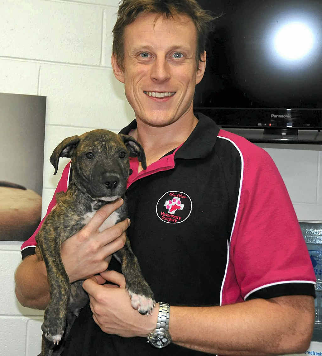 PROTECT PETS: Gatton vet Sam Price warns owners to protect their animals from heatstroke. PROTECT PETS: Gatton vet Sam Price warns owners to protect their animals from heatstroke.