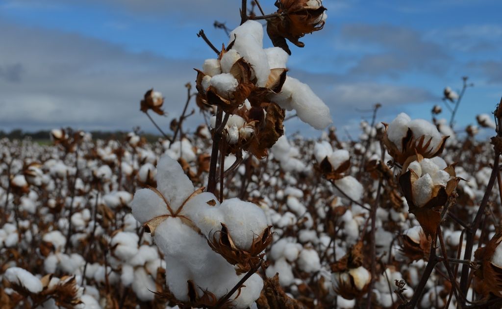 NAMOI Cotton and Louis Dreyfus Commodities Group have plans to establish a joint venture to be called Namoi Cotton Alliance. NAMOI Cotton and Louis Dreyfus Commodities Group have plans to establish a joint venture to be called Namoi Cotton Alliance.