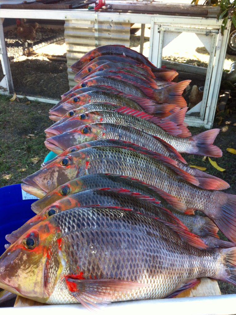 Brad Andersons catch from Masthead over the weekend. Brad Andersons catch from Masthead over the weekend.