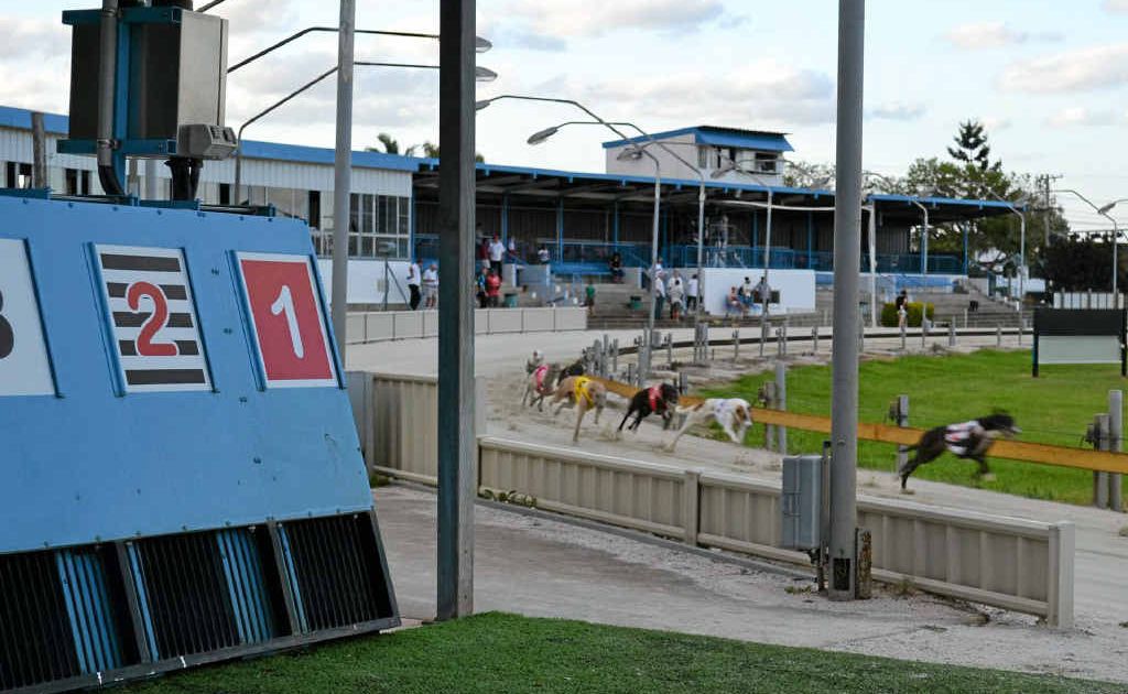 The greyhounds round the first bend for their second lap of the Grafton racetrack. PHOTO: PATRICK ALLEN The greyhounds round the first bend for their second lap of the Grafton racetrack. PHOTO: PATRICK ALLEN