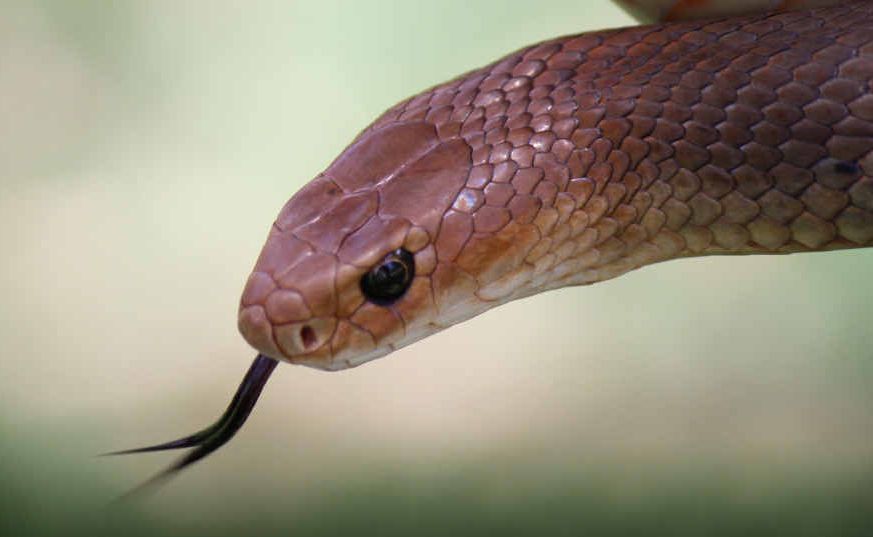 Warwick snake catcher claims there are a large number of snakes in the region. Warwick snake catcher claims there are a large number of snakes in the region.