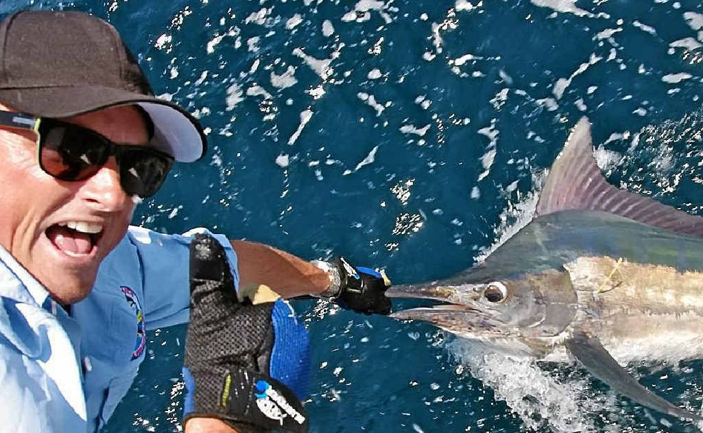 Scott O’Ferrall swimming one of last week’s marlin. Photo: Rick O’Ferrall Scott O’Ferrall swimming one of last week’s marlin. Photo: Rick O’Ferrall