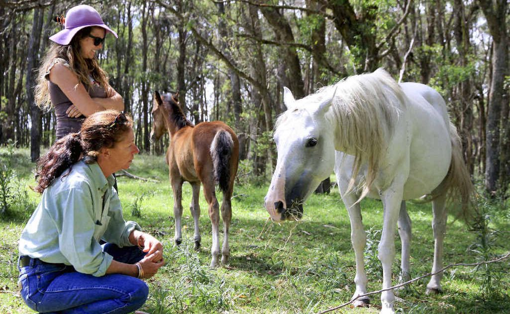 Erica Jessup (front) and Halie Halloran with Waler, Miss Wonga. PHOTO: Debrah Novak Erica Jessup (front) and Halie Halloran with Waler, Miss Wonga. PHOTO: Debrah Novak