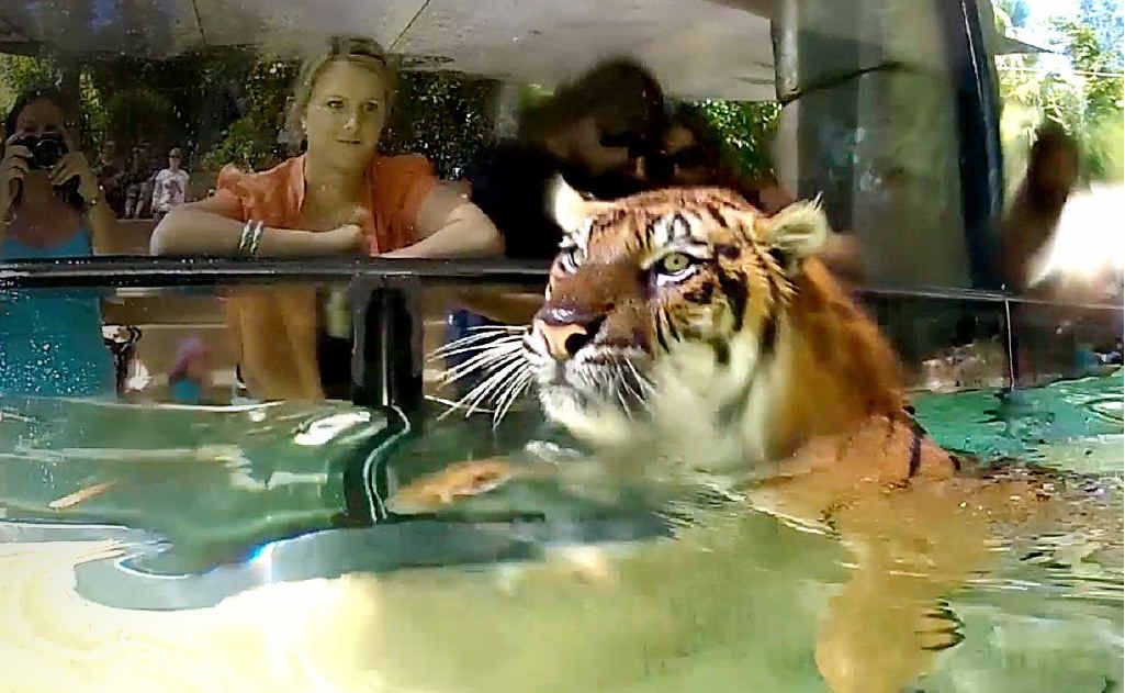 Tigers at Australia Zoo enjoy a dip in the pool in front of an enthusiastic crowd yesterday. Tigers at Australia Zoo enjoy a dip in the pool in front of an enthusiastic crowd yesterday.