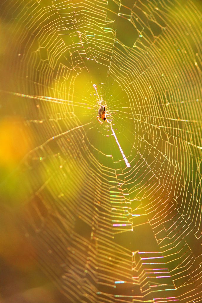Deebing Heights resident Lisa Roper's shot of a spiderweb has won the inaugural Capture The Cover photographic competition and will feature on the cover of the new Ipswich Yellow Pages Photo. Deebing Heights resident Lisa Roper's shot of a spiderweb has won the inaugural Capture The Cover photographic competition and will feature on the cover of the new Ipswich Yellow Pages Photo.
