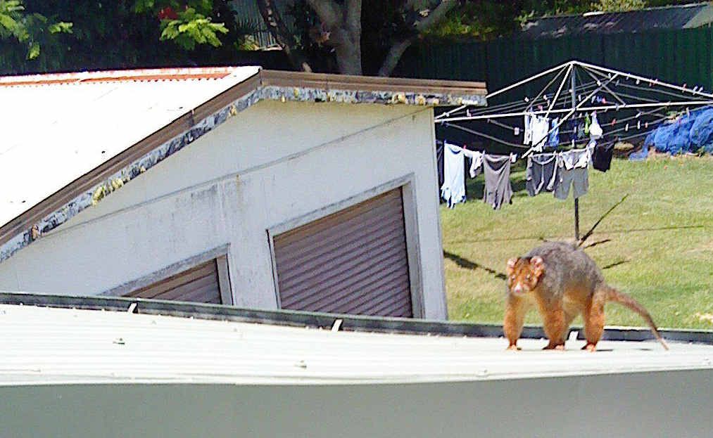 The monster possum that reluctantly left his safe haven in an air-conditioning fan unit. The monster possum that reluctantly left his safe haven in an air-conditioning fan unit.