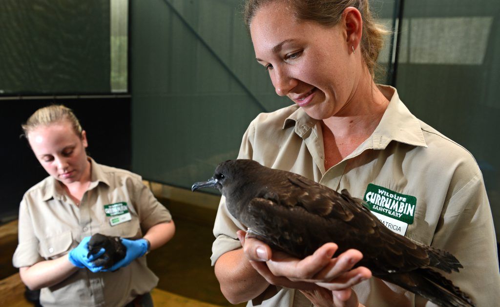 Anna Jackso and Patricia Swift with some of the injured birds at Currumbin Wildlife Park animal hospital. Anna Jackso and Patricia Swift with some of the injured birds at Currumbin Wildlife Park animal hospital.