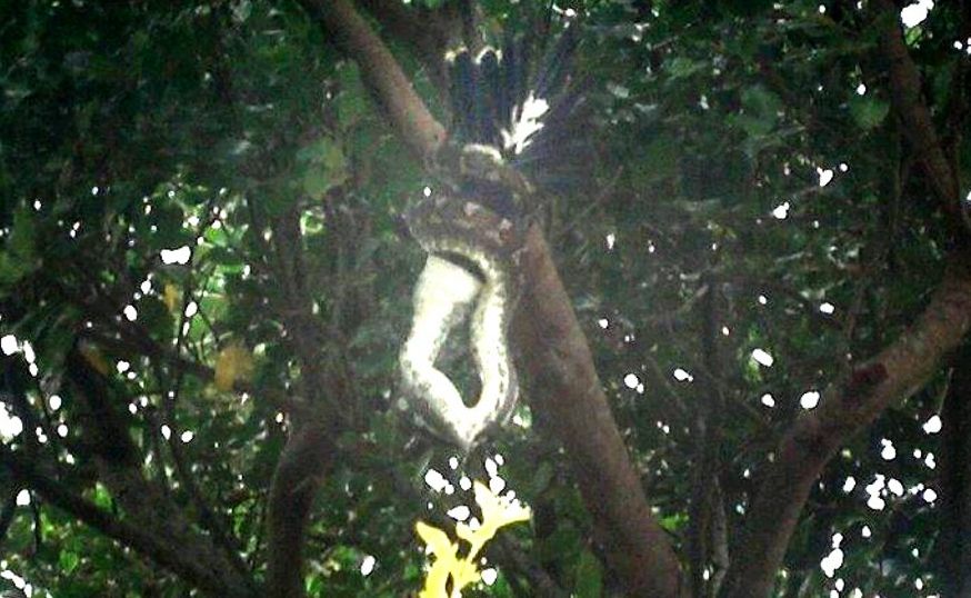 A snake consumes a magpie at Lindisfarne Anglican Grammar School. A snake consumes a magpie at Lindisfarne Anglican Grammar School.