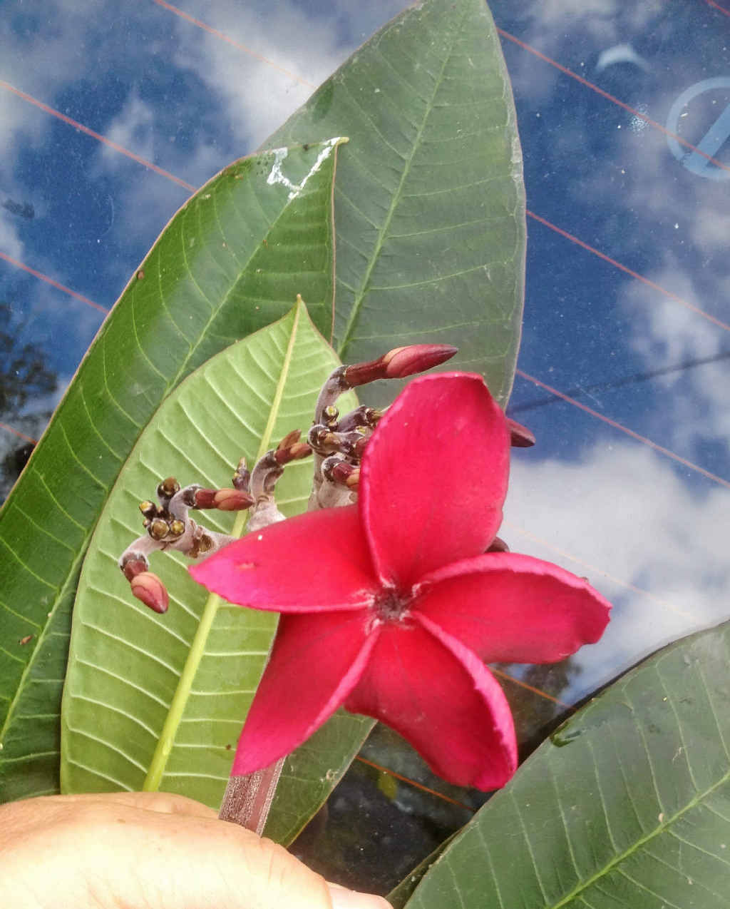 The fabulous and fragrant frangipani tree Sunshine Coast Daily