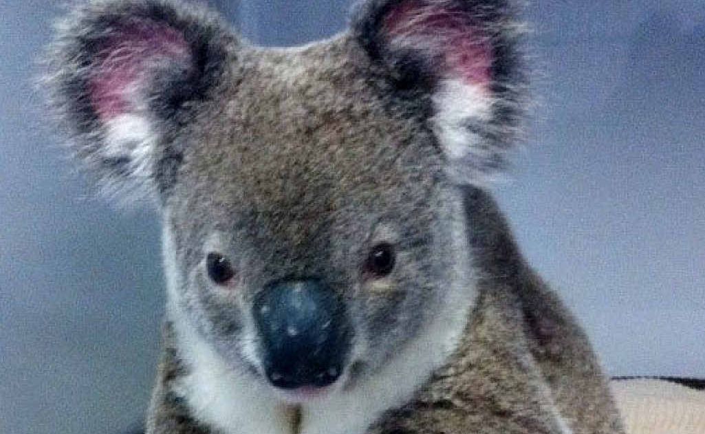 GRIM FUTURE: A male koala at the RSPCA Wildlife Hospital suffering from the retrovirus. The virus has escalated in Ipswich. GRIM FUTURE: A male koala at the RSPCA Wildlife Hospital suffering from the retrovirus. The virus has escalated in Ipswich.