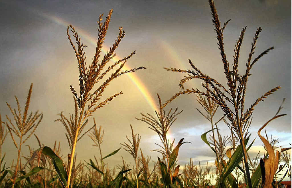RURAL BEAUTY: A rainbow is visible through sorghum on the Black family’s Cecilvale property at Brookstead. RURAL BEAUTY: A rainbow is visible through sorghum on the Black family’s Cecilvale property at Brookstead.