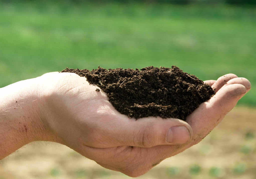QUALITY: Good soil makes the difference. QUALITY: Good soil makes the difference.