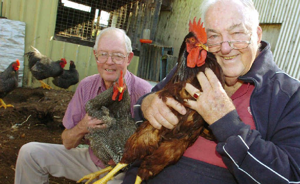 CHAMPIONS: A file photo (above) of poultry breeders Ian Campbell and Doug Hogan (right) with two of their exhibits in a local show and, right, Doug’s daughter Barbara Murphy with some of his Rhode Island Red roosters. CHAMPIONS: A file photo (above) of poultry breeders Ian Campbell and Doug Hogan (right) with two of their exhibits in a local show and, right, Doug’s daughter Barbara Murphy with some of his Rhode Island Red roosters.