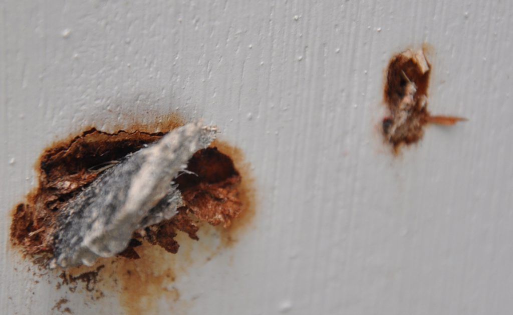 Asbestos that lodged itself in Mr Wusts trimming during the storms. Asbestos that lodged itself in Mr Wusts trimming during the storms.