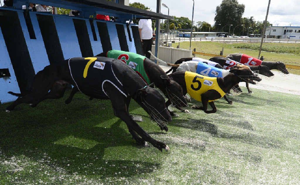 Eventual winner Our Farside (No.7) jumps from the 407m start at the Grafton Greyhounds last week. Photo: Adam Hourigan Eventual winner Our Farside (No.7) jumps from the 407m start at the Grafton Greyhounds last week. Photo: Adam Hourigan