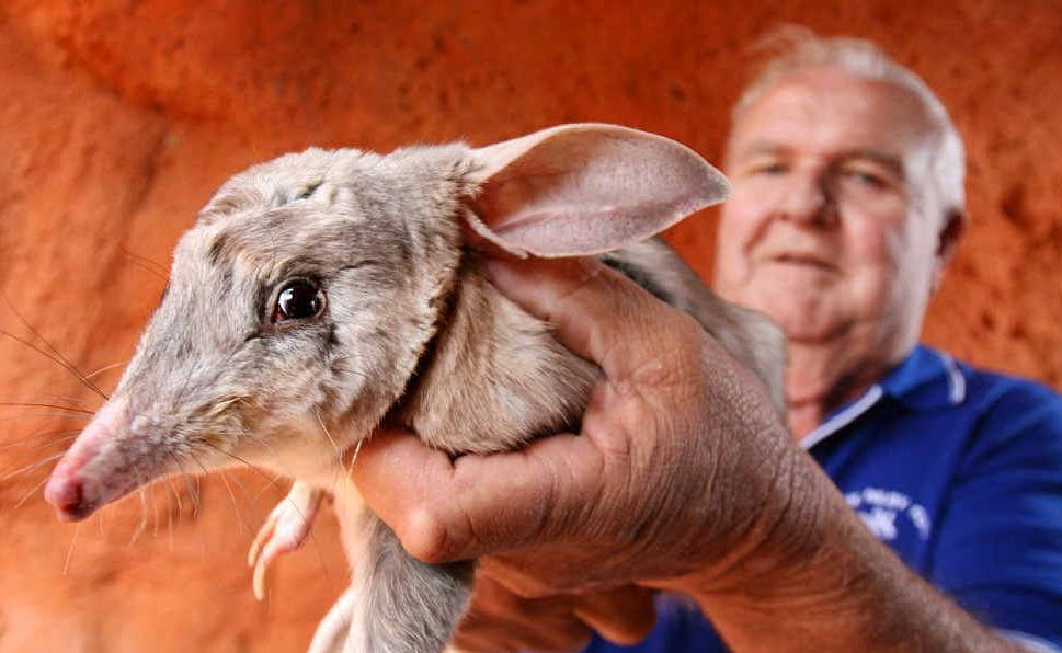 Save the Bilby Fund co-founder Frank Manthey, pictured with Lester the bilby, has addressed a senate inquiry. Save the Bilby Fund co-founder Frank Manthey, pictured with Lester the bilby, has addressed a senate inquiry.