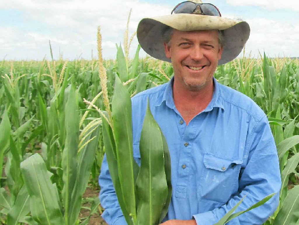 Clifton grain producer Layton Free is optimistic his late corn crop will benefit from the recent deluge, however is uncertain of the fate of his early sorghum. Clifton grain producer Layton Free is optimistic his late corn crop will benefit from the recent deluge, however is uncertain of the fate of his early sorghum.