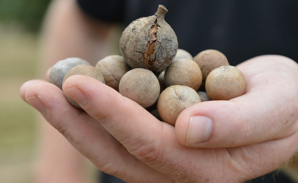 Nuts will be processed in the Bundaberg region then be shipped to China for further processing. Nuts will be processed in the Bundaberg region then be shipped to China for further processing.
