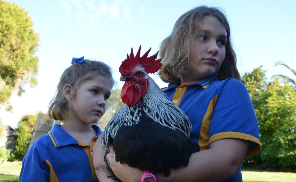 Kumbia's Alyssa and Cailtyn Reynolds almost lost one of their favourite pet roosters to a vicious hawk. Kumbia's Alyssa and Cailtyn Reynolds almost lost one of their favourite pet roosters to a vicious hawk.