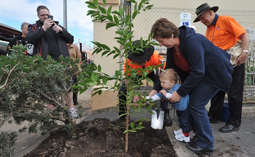 One year old Bailey Bray from Gympie helps put some soil around a kauri pine planted to celebrate the original Mary Ann steam train's 140th birthday that his great, great, great, great grandfather, Robert Blake, was an engineer on. He is pictured with his grandmother Merril Patrick. One year old Bailey Bray from Gympie helps put some soil around a kauri pine planted to celebrate the original Mary Ann steam train's 140th birthday that his great, great, great, great grandfather, Robert Blake, was an engineer on. He is pictured with his grandmother Merril Patrick.