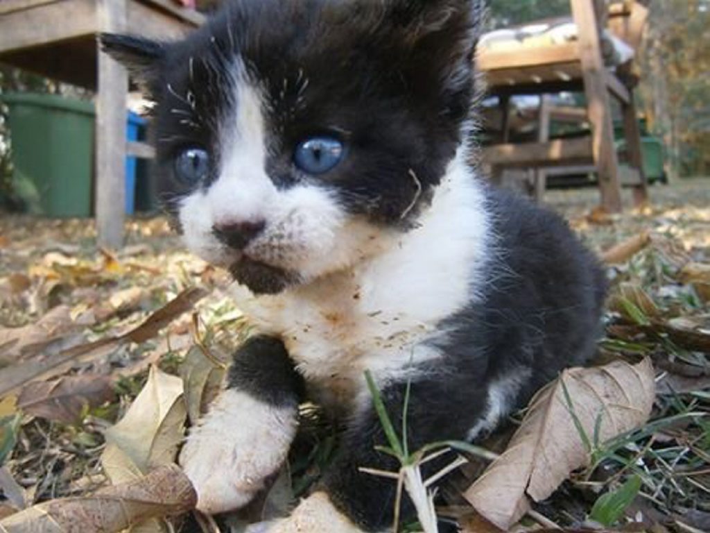 Kitten found by a rural fire brigade during Byfield bushfire. Photo: Contributed. Kitten found by a rural fire brigade during Byfield bushfire. Photo: Contributed.