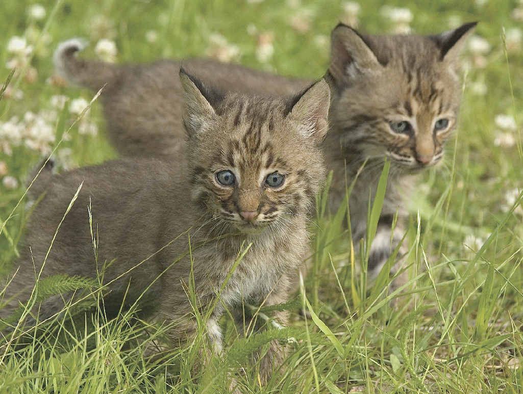 CUTE BUT LETHAL: Cats are one of the biggest threats to native animals. CUTE BUT LETHAL: Cats are one of the biggest threats to native animals.
