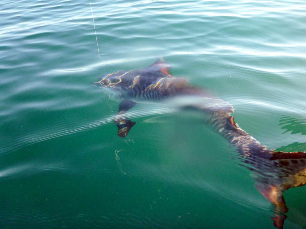 The tiger shark Wal Pemberton landed from his kayak off Arrawarra Headland. The tiger shark Wal Pemberton landed from his kayak off Arrawarra Headland.