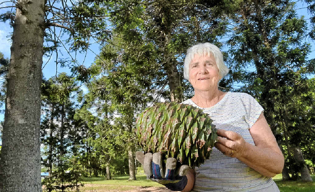 GREAT HARVEST: Audienne Blyth with a bunya pod from her bunya trees. GREAT HARVEST: Audienne Blyth with a bunya pod from her bunya trees.