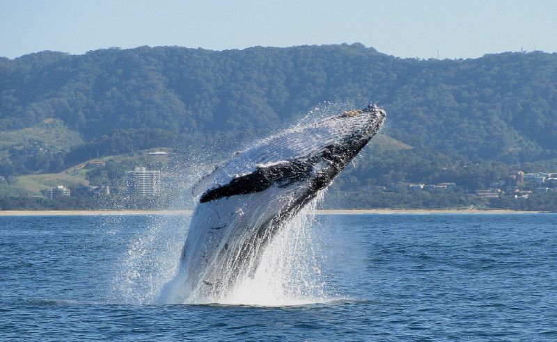 Reports of the earliest whales on the northern migration to warmer waters have been met with warnings to recreational boat owners. Reports of the earliest whales on the northern migration to warmer waters have been met with warnings to recreational boat owners.